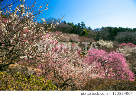 Red and white plums in full bloom in the plum garden 123884004
