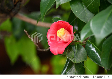 red camellia flower red camellia flower 123884193