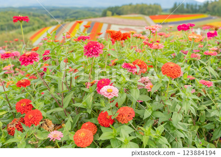 Blue sky and a wide flower field 123884194