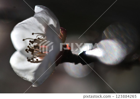 Plum blossoms herald the arrival of spring - macro photography 123884265