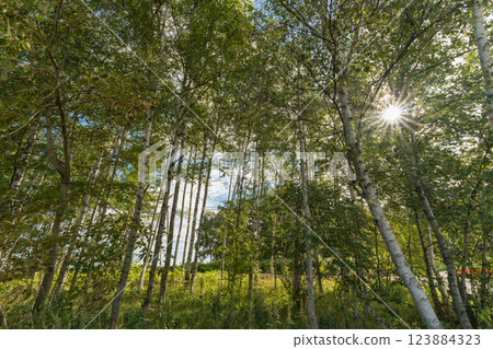 Bright sunlight streaming through a lush birch forest Bright sunlight streaming through a lush birch forest 123884323