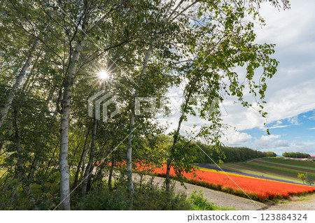 Blue sky and a wide flower field Blue sky and a wide flower field 123884324