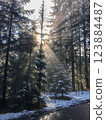 Sunlight Beaming Through Snowy Forest  123884487