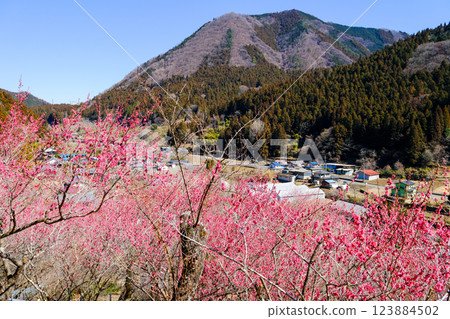 大葦山與紅梅 大葦山與紅梅 123884502