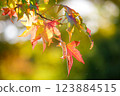 晴朗的秋日楓葉變色 123884515