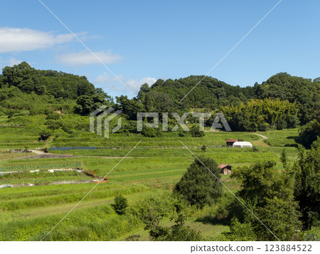 The view of the Inabuchi rice terraces in Asuka Village covered in fresh greenery in midsummer 123884522