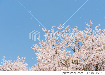 Blue sky and full bloom of Yoshino cherry tree 123884545