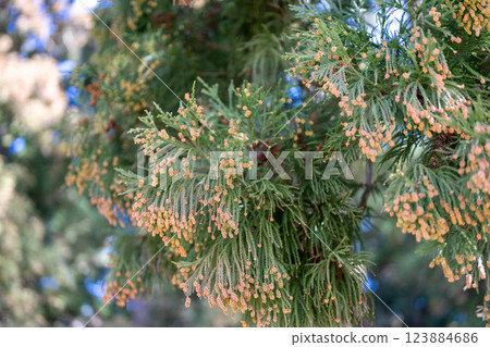 The fear of so much cedar pollen The fear of so much cedar pollen 123884686