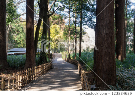 A small path lined with quaint bamboo fences and sunlight filtering through the trees 123884689