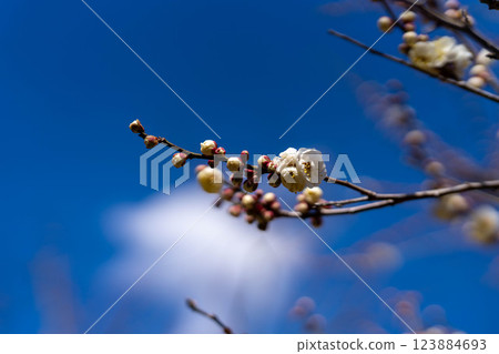A view of white plum buds and blossoms against the blue sky in early spring 123884693