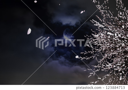 An image of a single cherry blossom tree swaying in the wind under a moonlit night sky, with petals dancing in the air An image of a single cherry blossom tree swaying in the wind under a moonlit night sky, with petals dancing in the air 123884713
