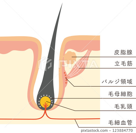 Cross-sectional view of the skin showing hair roots and tissues related to hair loss Cross-sectional view of the skin showing hair roots and tissues related to hair loss 123884770