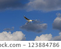 一隻白鷺鷥穿過雲層，飛過蔚藍的天空 123884786