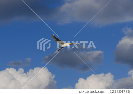 一隻白鷺鷥穿過雲層，飛過蔚藍的天空 123884786