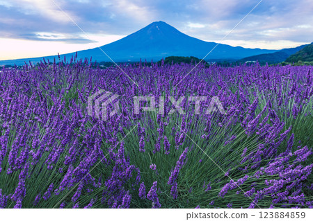 Lavender blooming at Oishi Park in Lake Kawaguchi and Mt. Fuji in summer, Kawaguchiko Town, Yamanashi Prefecture 123884859