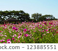 藍天下盛開的美麗波斯菊 123885551