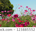 藍天下盛開的美麗波斯菊 123885552