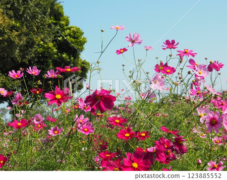 Beautiful cosmos flowers blooming under the blue sky 123885552