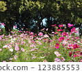 波斯菊田裡的可愛花朵 123885553