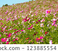 藍天下盛開的美麗波斯菊 123885554