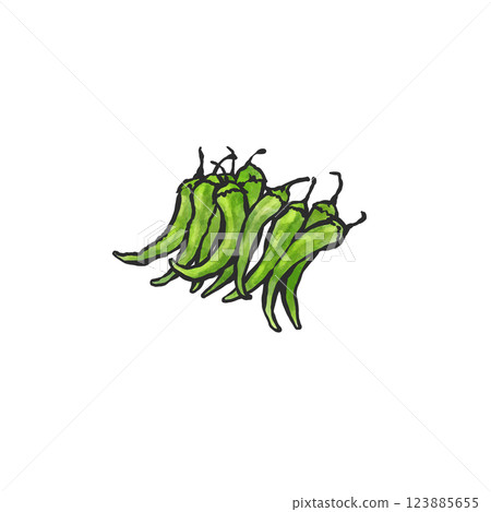 Hand-drawn illustration of green chili peppers Hand-drawn illustration of green chili peppers 123885655
