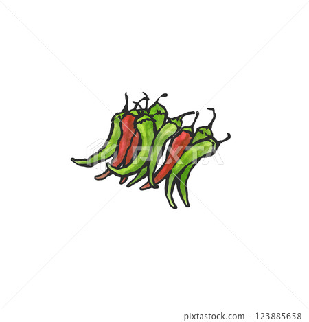 手繪綠色辣椒插圖 123885658