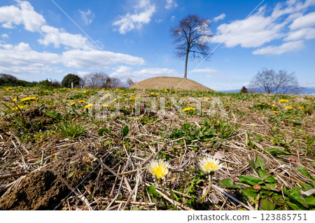 Japanese dandelion and ancient tombs Japanese dandelion and ancient tombs 123885751