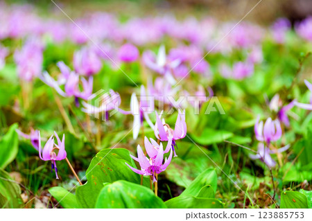 Katakuri社區 123885753