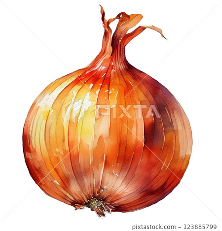 Onion illustration material (JPEG/PNG) 123885799