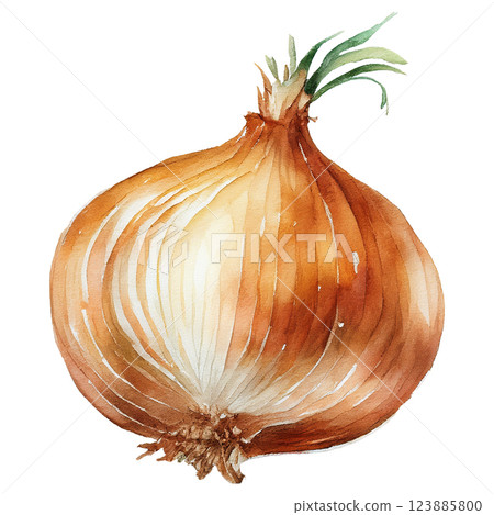 洋蔥插圖素材(JPEG/PNG) 洋蔥插圖素材(JPEG/PNG) 123885800