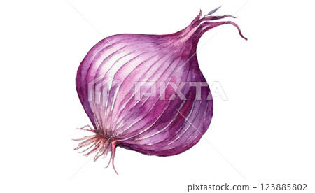 紫洋蔥插圖素材（JPEG/PNG） 123885802