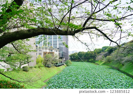 The moat near Kitanomaru Park in Kudanshita, Tokyo 123885812