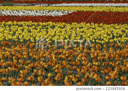 Colorful tulip field Colorful tulip field 123885926