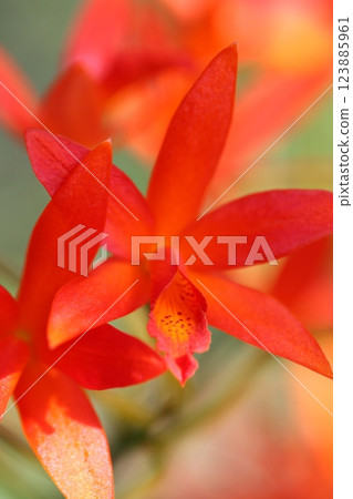 紅色迷你卡特蘭花 紅色迷你卡特蘭花 123885961