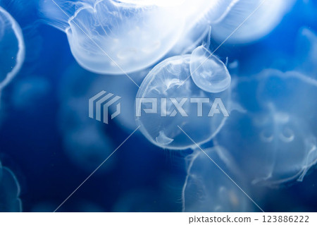 Beautiful jellyfish that will take your breath away 123886222
