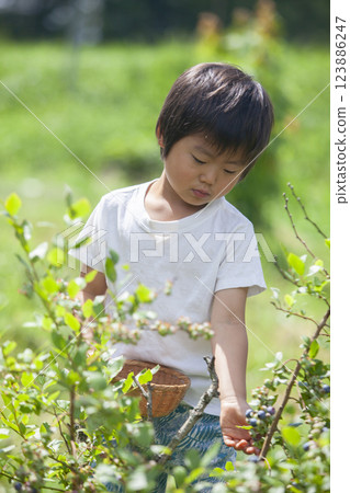 A boy picking a blueberry 123886247