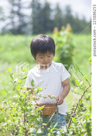 A boy picking a blueberry A boy picking a blueberry 123886253
