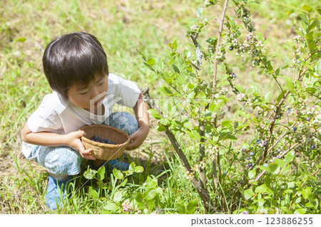 A boy picking a blueberry A boy picking a blueberry 123886255