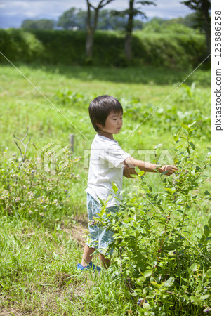 A boy picking a blueberry 123886258