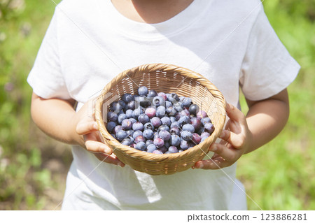A boy picking a blueberry 123886281