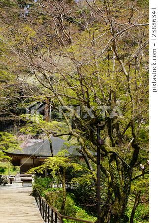 Hase-ji Temple cherry blossoms Nara Prefecture 123886341