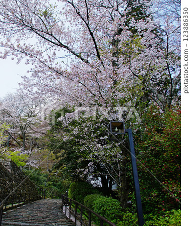 Hase-ji Temple櫻花奈良縣 Hase-ji Temple櫻花奈良縣 123886350