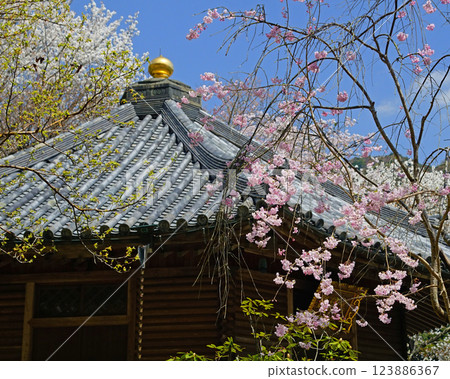 Hase-ji Temple cherry blossoms Nara Prefecture 123886367