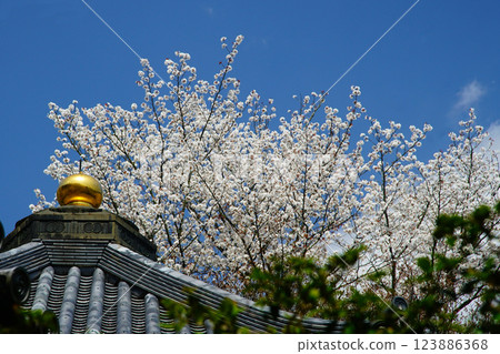 Hase-ji Temple cherry blossoms Nara Prefecture 123886368