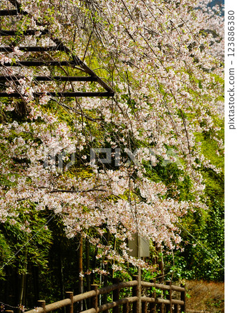 Hase-ji Temple cherry blossoms Nara Prefecture Hase-ji Temple cherry blossoms Nara Prefecture 123886380