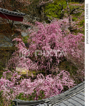 Hase-ji Temple cherry blossoms Nara Prefecture Hase-ji Temple cherry blossoms Nara Prefecture 123886381
