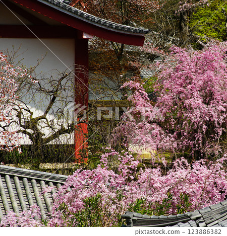 Hase-ji Temple cherry blossoms Nara Prefecture Hase-ji Temple cherry blossoms Nara Prefecture 123886382