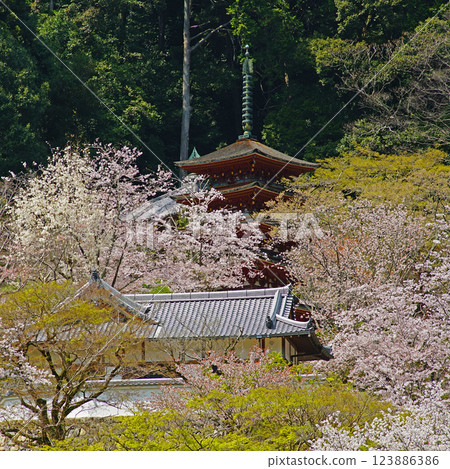 Hase-ji Temple櫻花奈良縣 123886386