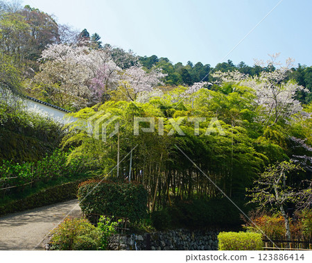 Hase-ji Temple cherry blossoms Nara Prefecture Hase-ji Temple cherry blossoms Nara Prefecture 123886414