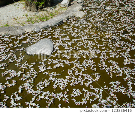 Hase-ji Temple櫻花奈良縣 Hase-ji Temple櫻花奈良縣 123886416